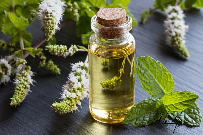 Cách giảm sưng mụn bọc hiệu quả và an toàn 11 Cách giảm sưng mụn bọc tại nhà bằng lá bạc hà (Nguồn: Internet)