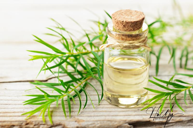 Top 7 cách trị mụn viêm đỏ không nhân tại nhà hiệu quả nhất 15 Trị mụn sưng đỏ không nhân bằng tinh dầu tràm trà (Nguồn: Internet)