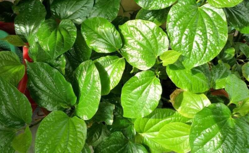 8 Cách điều trị nám bằng lá trầu không đơn giản hiệu quả 8 Cách trị nám bằng lá trầu không tươi (Nguồn: Internet)