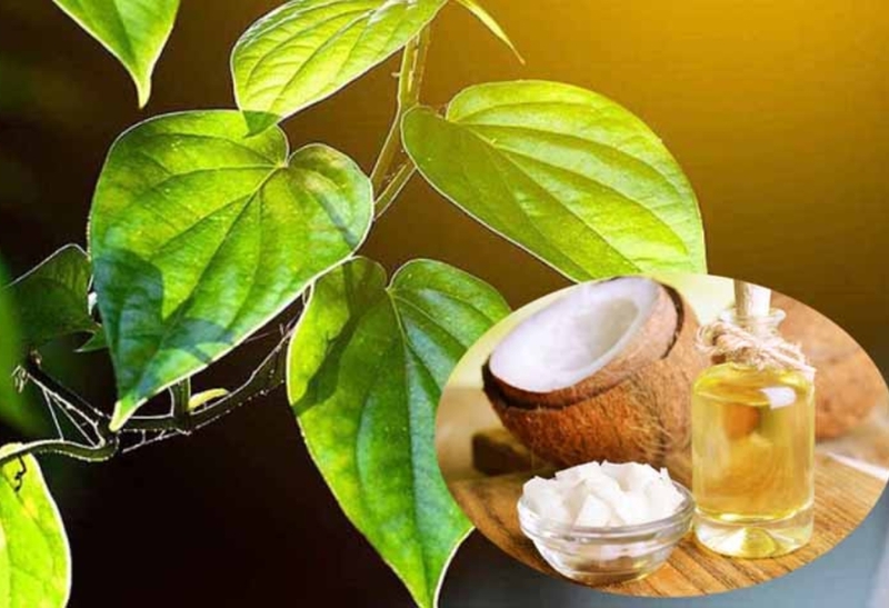 8 Cách điều trị nám bằng lá trầu không đơn giản hiệu quả 10 Cách trị nám bằng lá trầu không và dầu dừa (Nguồn: Internet)