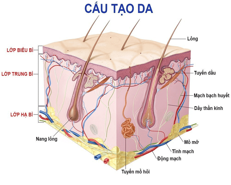 Cách Trị Mụn Lưng Hiệu Quả Cho Cả Nam Lẫn Nữ 11 Bít tắc lỗ chân lông (Nguồn: Internet)